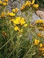 Linum flavum