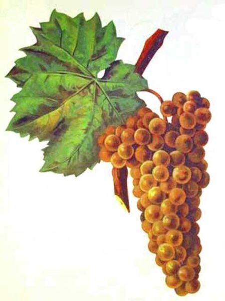 File:Malvasia roja.jpg