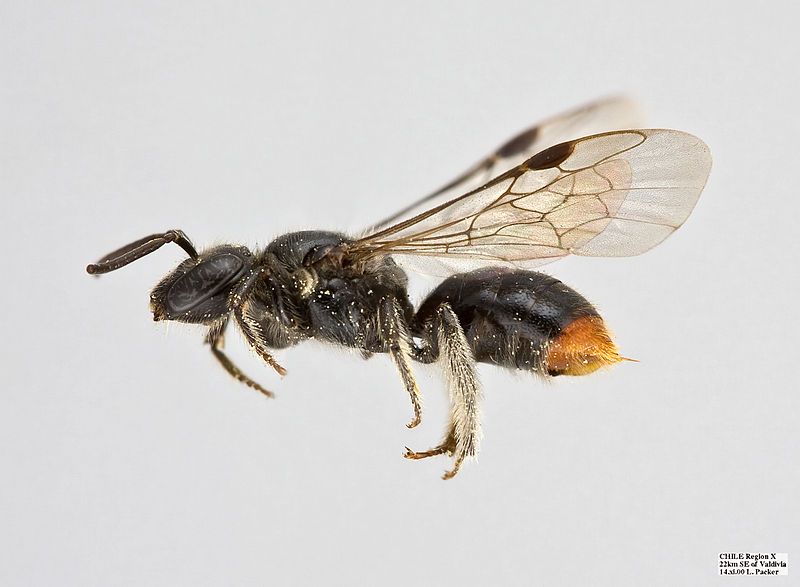 File:Manuelia postica Female.jpg