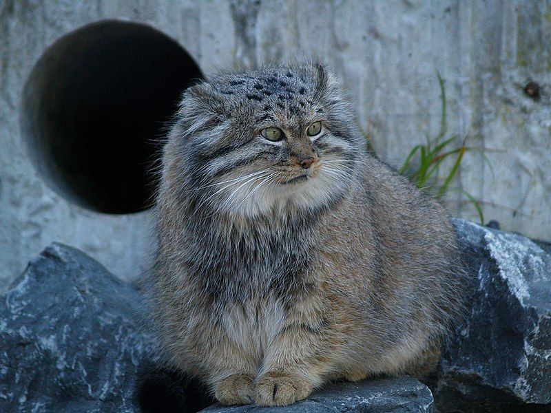 File:Manul (Felis Manul).jpg