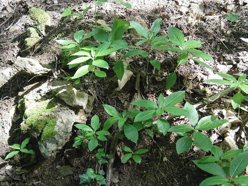 File:Mercurialis perennis 01.jpg