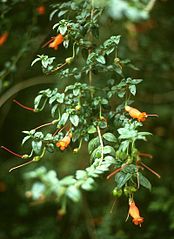 Mitraria coccinea