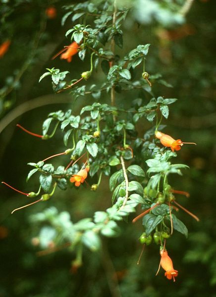 File:Mitraria coccinea 1.jpg