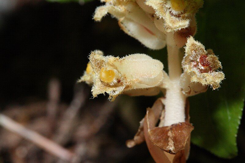 File:Monotropa hypopithys 9686.JPG