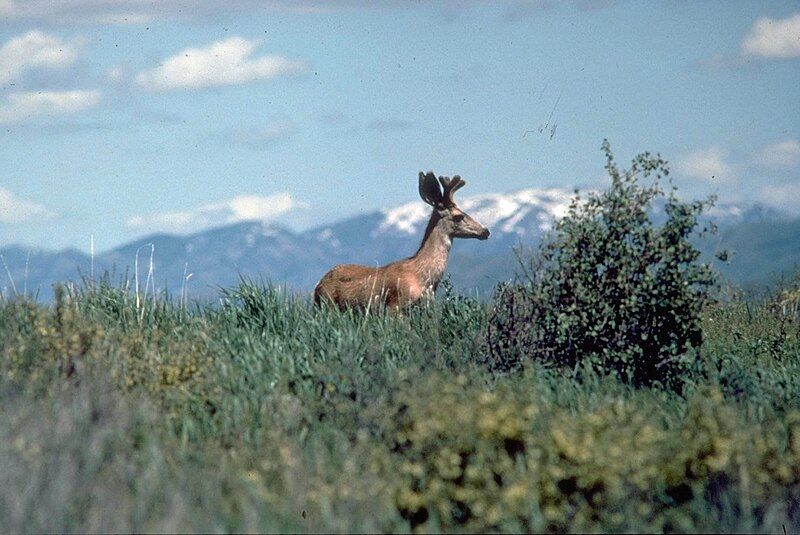 File:Mule Deer Curlew.jpg