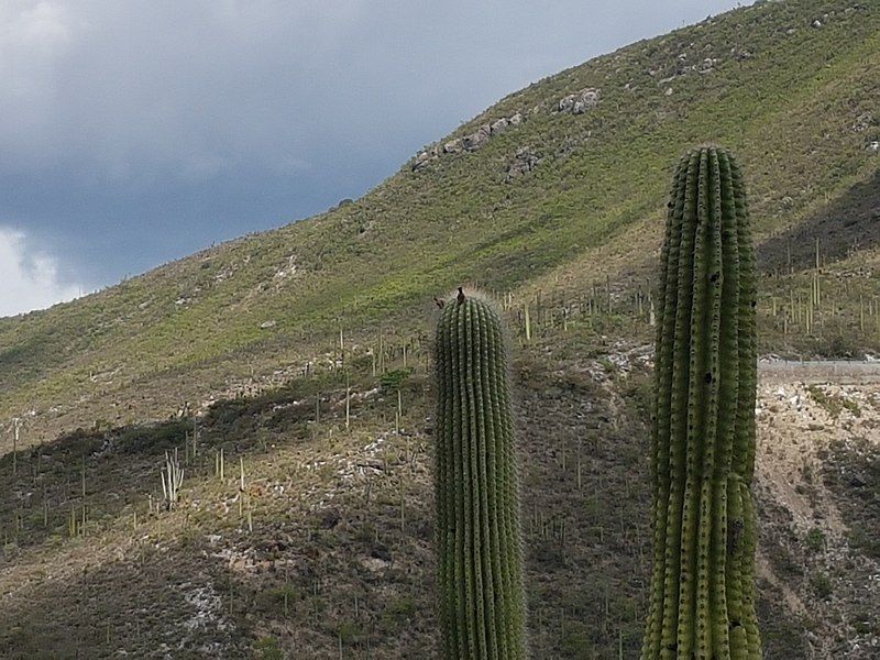 File:Neobuxbaumia mezcalaensis.jpg