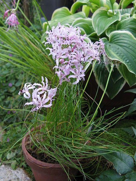 File:Nerine masonorum2.jpg