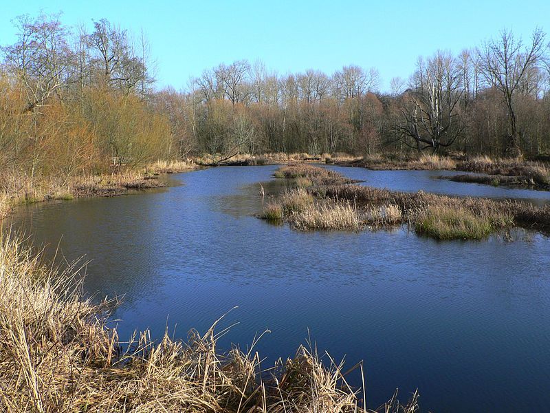 File:Nisqually NWR 28077.JPG