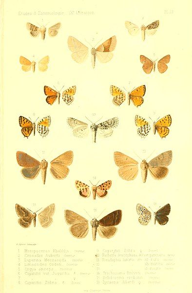 File:Oberthur 1884EtudEnt4PlateIII.jpg