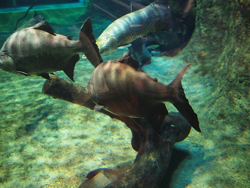 File:Oga Aquarium 7.jpg