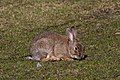 European rabbit