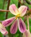 Pelargonium triste