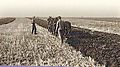 Bessarabia German peasant with the plow on the field in 1940