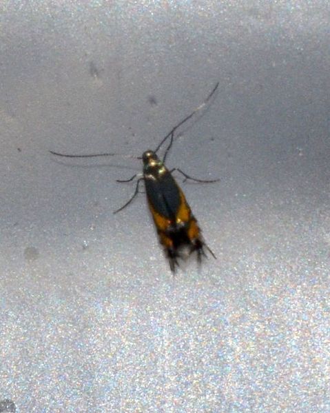 File:Phyllocnistis insignis (14107637568).jpg