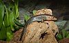 Bermuda Rock Skink (Plestiodon longirostris}