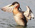 Red-necked Grebe