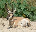 Male pronghorn