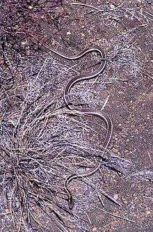 A long, skinny snake is pictured in dry brush.