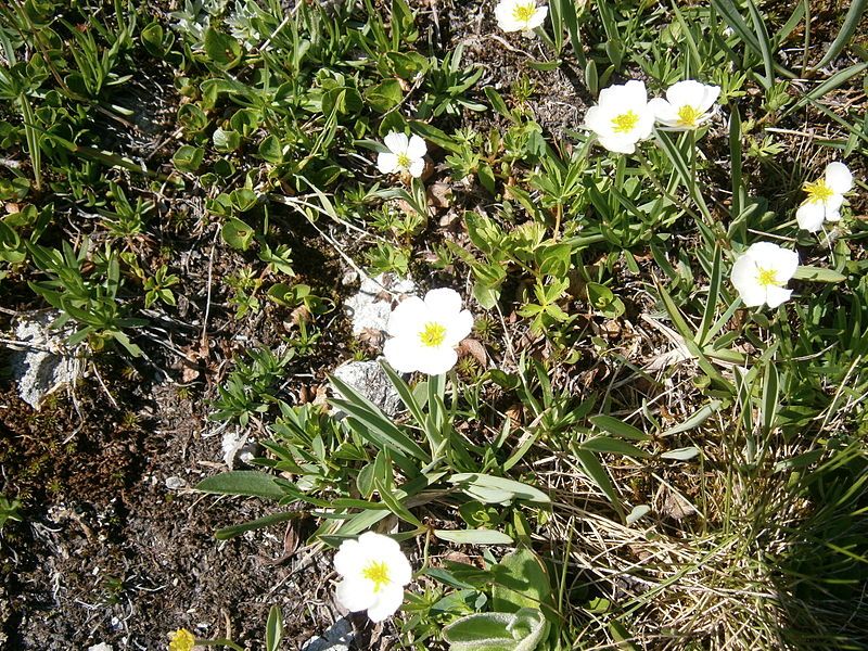 File:Ranunculus kuepferi02.jpg