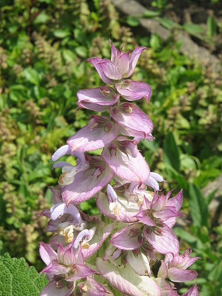 File:Salvia sclarea02.jpg