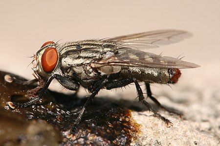 Flesh fly feeding, by Muhammad Mahdi Karim