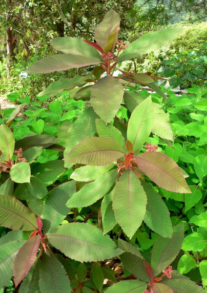 File:Saurauia madrensis 1.jpg