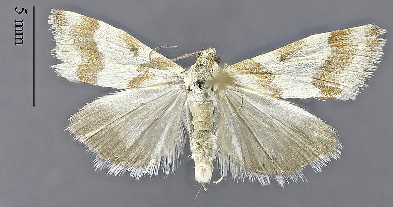 File:Schinia velaris DPG1HEXA0004098.jpg