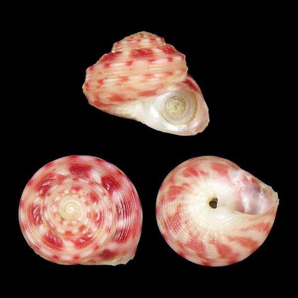 File:Seashell Homalopoma zephyrium.jpg