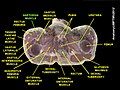 Sartorius muscle