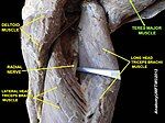 Teres major muscle