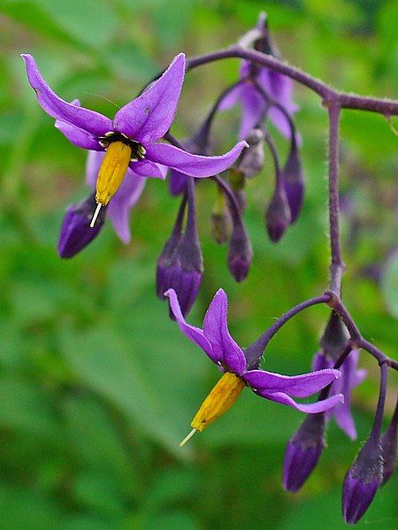 File:Solanum dulcamara 0002.JPG