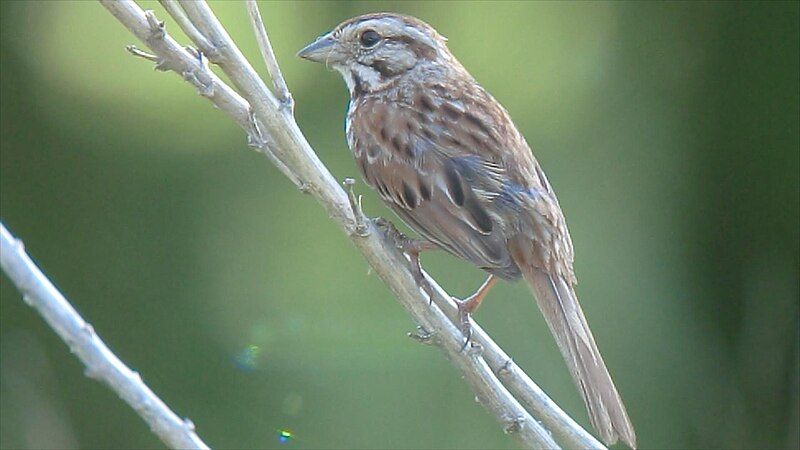 File:Song Sparrow (8381415679).jpg