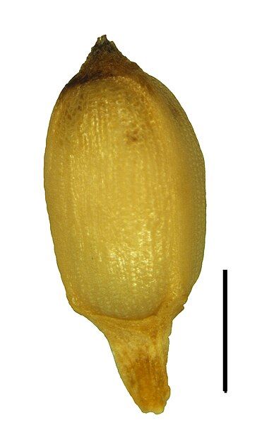 File:Sselinae nutlet.jpg