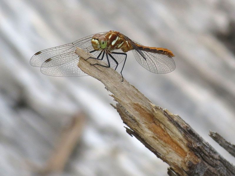 File:Striped Meadowhawk (15404305161).jpg