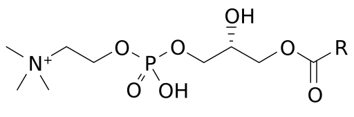 File:Structure lysophosphatidylcholine.svg