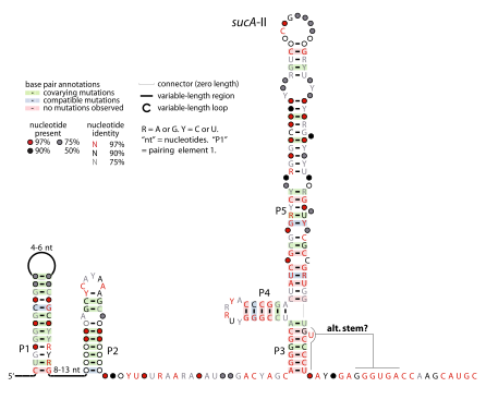 File:SucA-II-RNA.svg