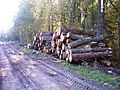 Wood in the Sviliai Forest