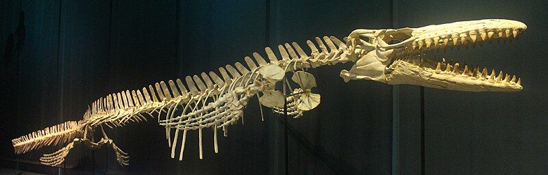 File:Tellus Mosasaurus.jpg