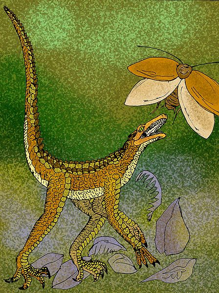 File:Terrestrisuchus gracilis.jpg