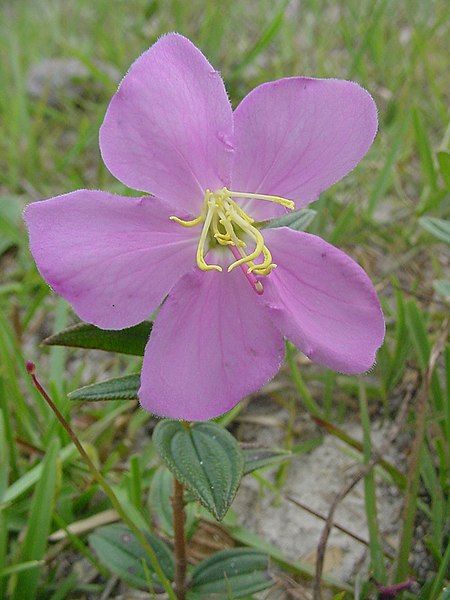 File:Tibouchina asperior.jpg