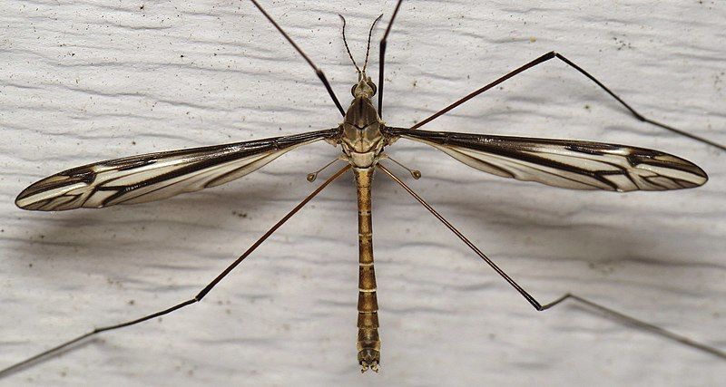 File:Tipula furca.jpg