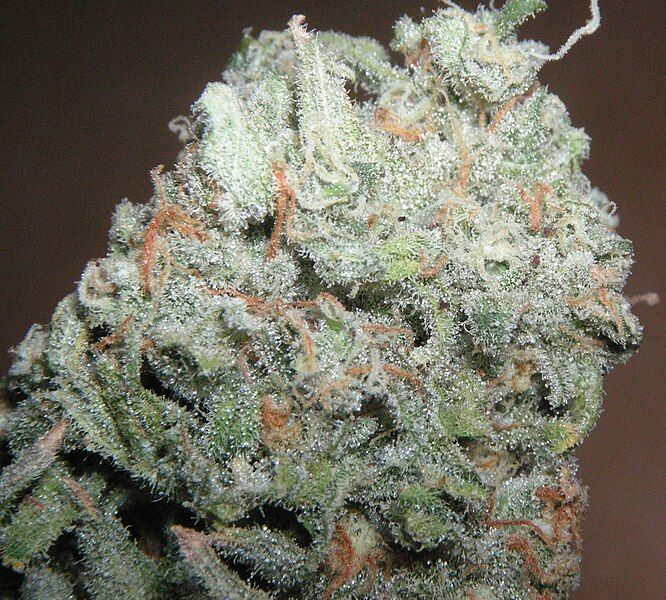 File:Trainwreck Strain.jpg