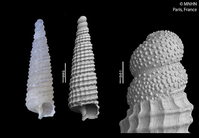 File:Tubercliopsis cataldinii (MNHN-IM-2000-26042).jpeg