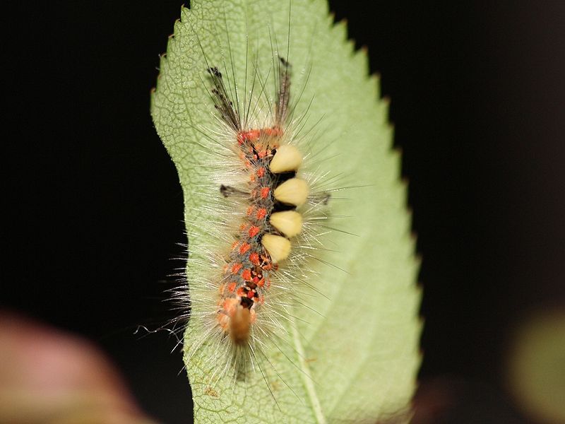 File:Vapourer.moth.larva.jpg