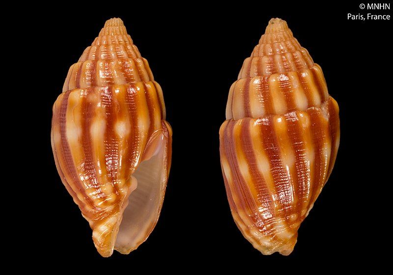 File:Vexillum baccheti (MNHN-IM-2000-25000).jpeg