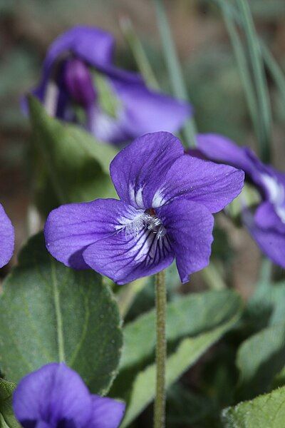 File:Viola adunca 5819.JPG