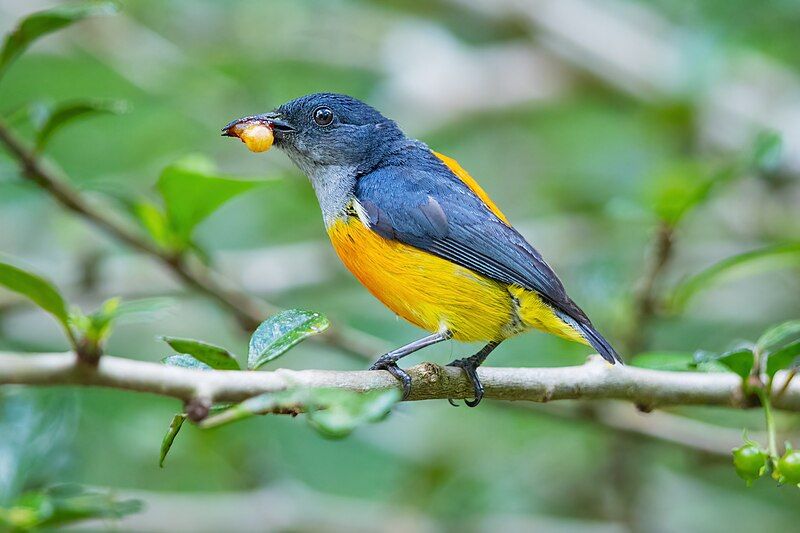 File:0A2A5774 Orange-bellied Flowerpecker.jpg