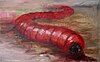 Mongolian death worm