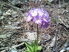 Alpine flower