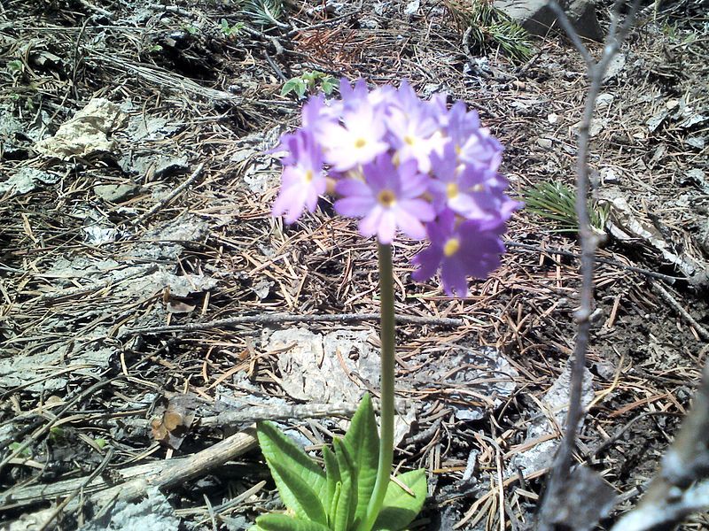 File:Alpine flower2.jpg